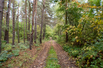 a hiking trail leads through a forest. autumnal atmosphere in a forest where the leaves have different colors. 