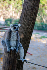Ring tailed furry Lemur sits on a tree stump. Ring-tailed lemur sitting on the tree. Crowned lemur (Lemur Catta) with eyes wide open. Mammal with a striped tail sitting on the branch in the forest