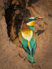 The European bee-eater (Merops apiaster) is a near passerine bird in the bee-eater family