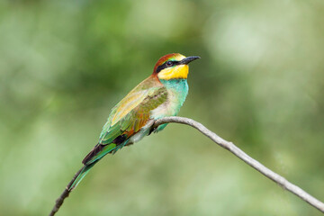 The European bee-eater (Merops apiaster) is a near passerine bird in the bee-eater family