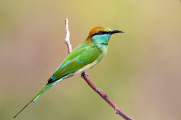 The blue-cheeked bee-eater (Merops persicus) is a near passerine bird in the bee-eater family, Meropidae