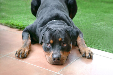Rottweiler dog with head lying down on ground, eyes looking curious.