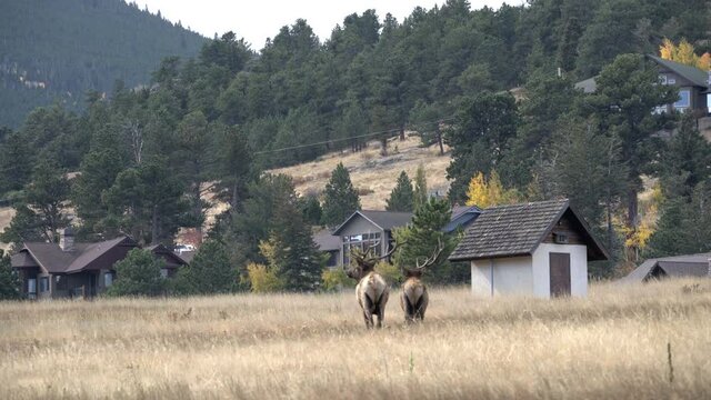 Two Rocky Mountain bull elk walking through field in Estes Park CO, 4K