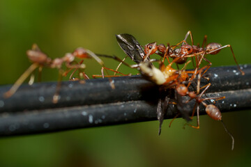 Hunting Ant