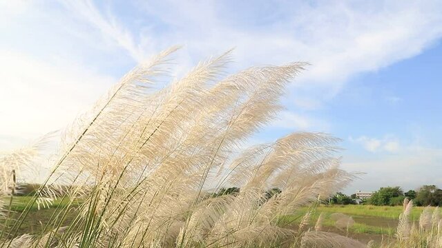 Beautiful white Kans  Kash grass flower plant (Saccharum spontaneum)  Icon of Autumn. blowing in the wind, blue sky background.