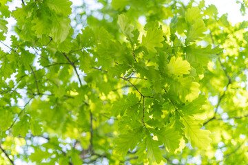 oak leaves, green spring backgroun