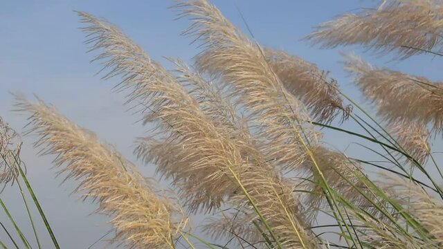 Beautiful white Kans  Kash grass flower plant (Saccharum spontaneum)  Icon of Autumn. blowing in the wind, blue sky background.