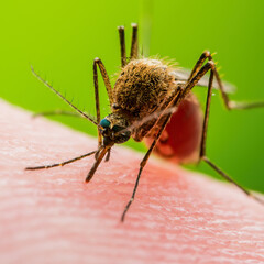 Malaria Infected Mosquito Bite on Green Background. Leishmaniasis, Encephalitis, Yellow Fever,...