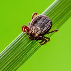 Encephalitis Tick Insect Crawling on Grass. Encephalitis Virus or Lyme Borreliosis Disease Infectious Dermacentor Tick Arachnid Mite Parasite Macro.