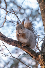 Obraz premium The squirrel sits on a branches in the winter or autumn