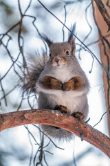 Fototapeta premium The squirrel sits on a branches in the winter or autumn