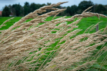 rice field