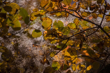 autumn leaves on the ground