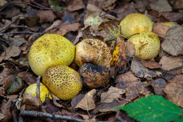 mushrooms in the forest