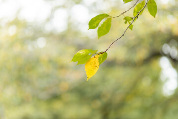 Yellow leaves in early autumn