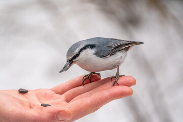 The Eurasian nuthatch eats seeds from a palm. Hungry bird wood nuthatch eating seeds from a hand during winter or autumn