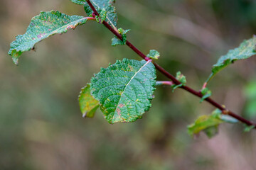 branch of a tree