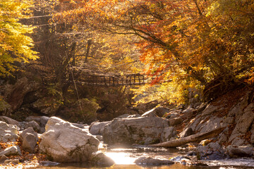 紅葉シーズンの奥祖谷二重かずら橋と清流