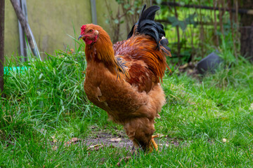 range chicken