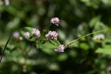 Persicaria thunbergii flowers. Polygonaceae annual grass. It grows in wetlands and blooms from August to October.