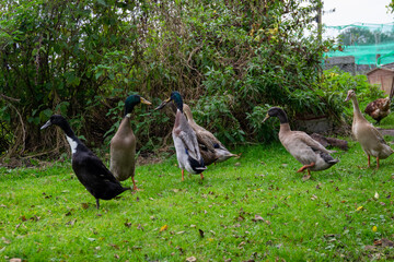 duck and ducklings
