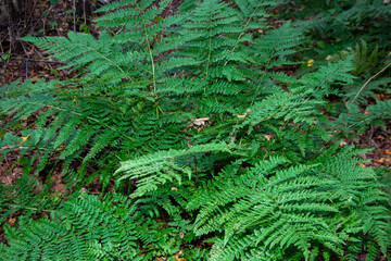 fern leaves