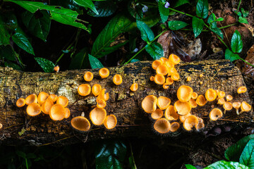 Cookeina tricholoma(Mont.),          the strange of mushroom in the rainy season in tropical forest.
