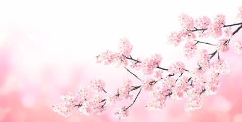 Horizontal banner with sakura flowers of pink color on sunny backdrop
