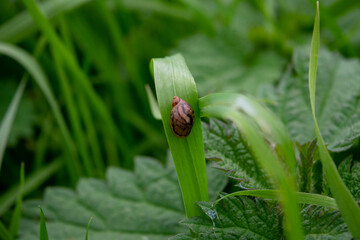grass with dew drops