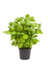 basil in a pot over white