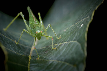 Macro close-up of a wet green speckled bush-cricket (Leptophyes punctatissima) sitting on leaf with black background.