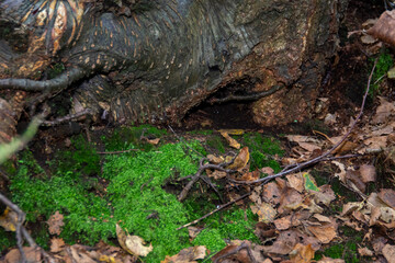 Naklejka na ściany i meble stump with moss