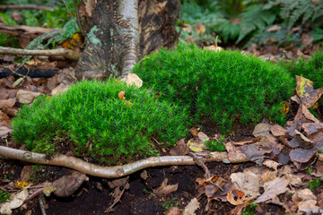 moss on the tree