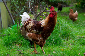 chicken