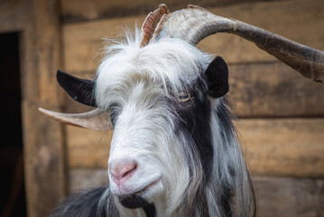 Fototapeta premium Capra is a genus of mammals at an Animal Shelter in Lviv.