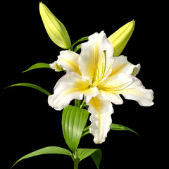 Close-up of the Asterion lily flower. Isolated on a black background. Petals of a bright large white-yellow lily flower