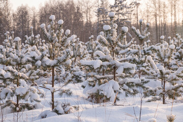 Fototapeta na wymiar planting a young forest at dawn on a frosty day, covered with a snowdrift of white snow