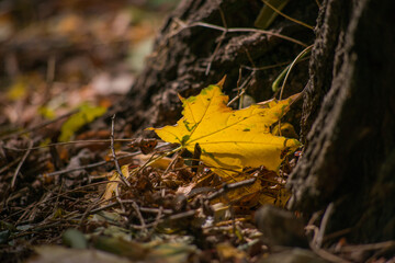 leaf on the ground