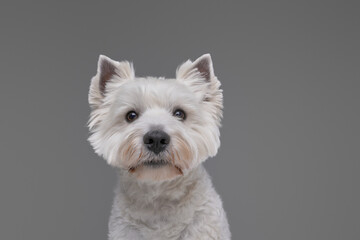 Headshot of friendly white terrier dog against gray background