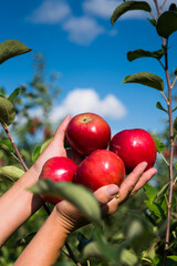 Female hands hold red apples, close up, copy space, pattern