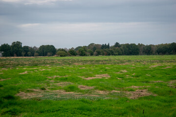 Fototapeta premium rice field
