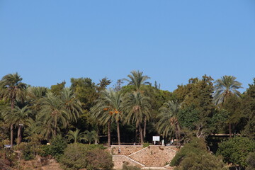 Fototapeta na wymiar green palm trees on a blue background