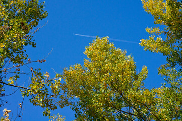 The trail from a flying plane against the blue sky against the background of golden autumn foliage of trees.