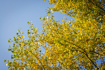 The golden foliage of the trees of the autumn forest against the background of a bright blue sky.