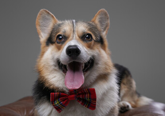 Elegant doggy with bowtie lying on leather chair