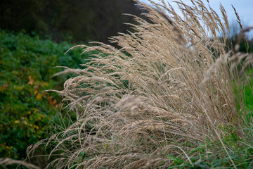 grass in the wind