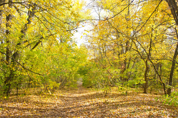 The golden foliage of the trees of the autumn forest against the background of a bright blue sky.