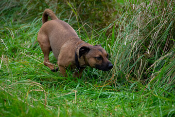 american staffordshire terrier