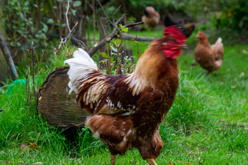 chicken