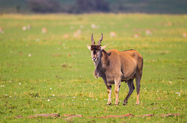 Large Eland bull walks across the green grasslands of the Masai Mara, Kenya
